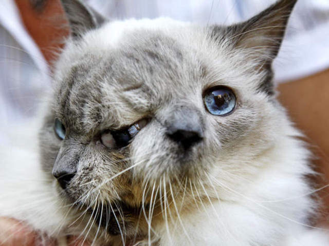 Frank and Louie Two-Faced Cat