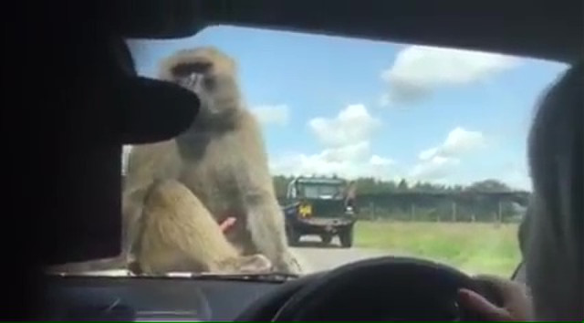 05-monkey-boner-sex-at-zoo-10