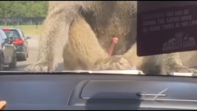 monkey at the zoo scars girl forever 02