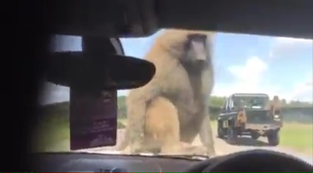 monkey-boner-sex-at-zoo-02